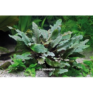 Dennerle Aquariumpflanze Cryptocoryne Wendtii Braun mit gewellten Blatträndern.