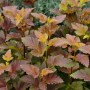 Blasenspiere 'Amber Jubilee' mit orange-rotem Laub, 40-60cm hoch. Strauch für Garten und Beet.