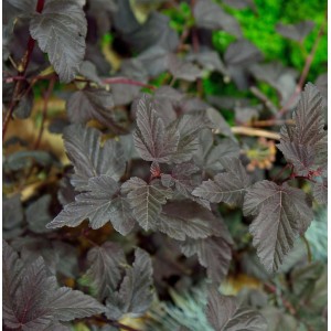 Fasanenspiere 'Fireside' mit dunklem Laub, Strauch für Garten und Beet.
