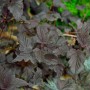 Fasanenspiere 'Fireside' mit dunklem Laub, Strauch für Garten und Beet.