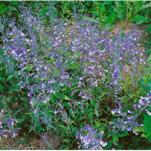 Blühender Penstemon 'Züriblau' (Bartfaden) im 9x9 cm Topf. Blaue Blüten und grünes Laub.