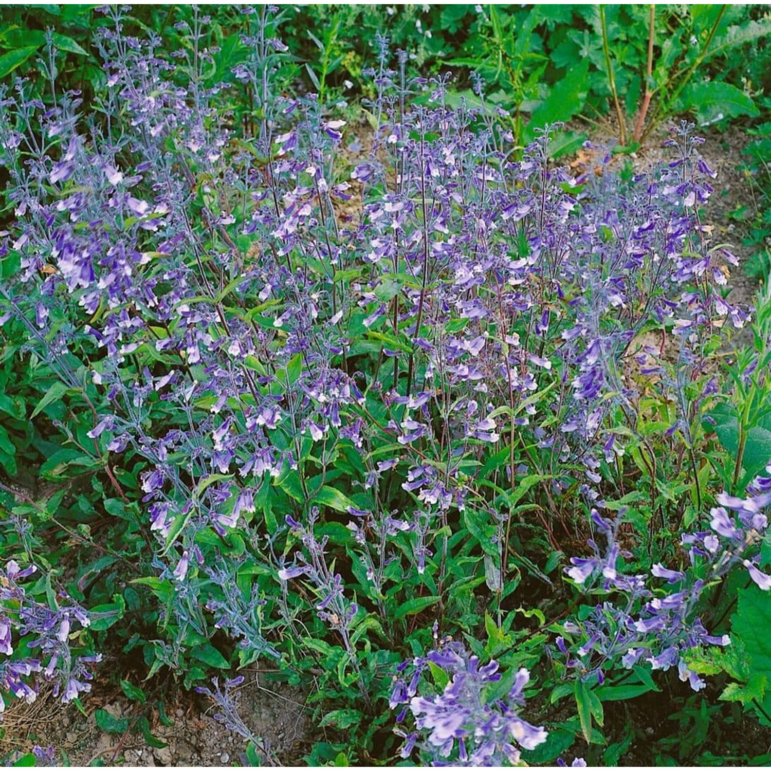Penstemon Heterophyllus Züriblau Bartfaden Ca. 9x9 cm Topf günstig online kaufen
