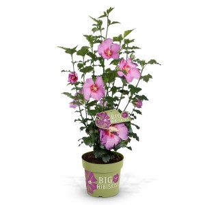 Hibiskus Big Hibiskiss im Topf mit rosa Blüten, ca. 80-120cm hoch.