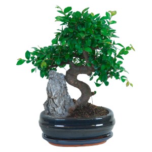 Zimmerbonsai mit grünen Blättern und Deko-Stein in dunkler Keramikschale, Topf ca. 21cm.