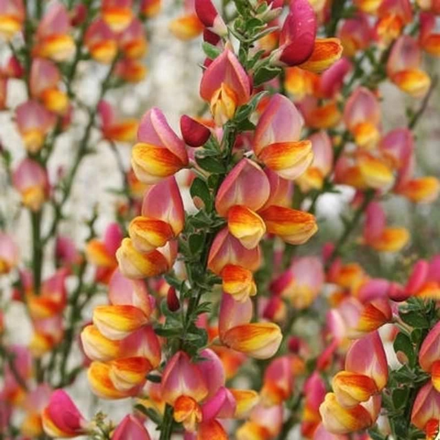 Schmuckginster Criterion 60-80cm - Cytisus scoparius günstig online kaufen