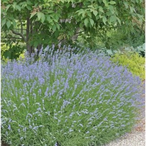 Blühender Lavendel Grappenhall (Lavandula intermedia) im Garten.