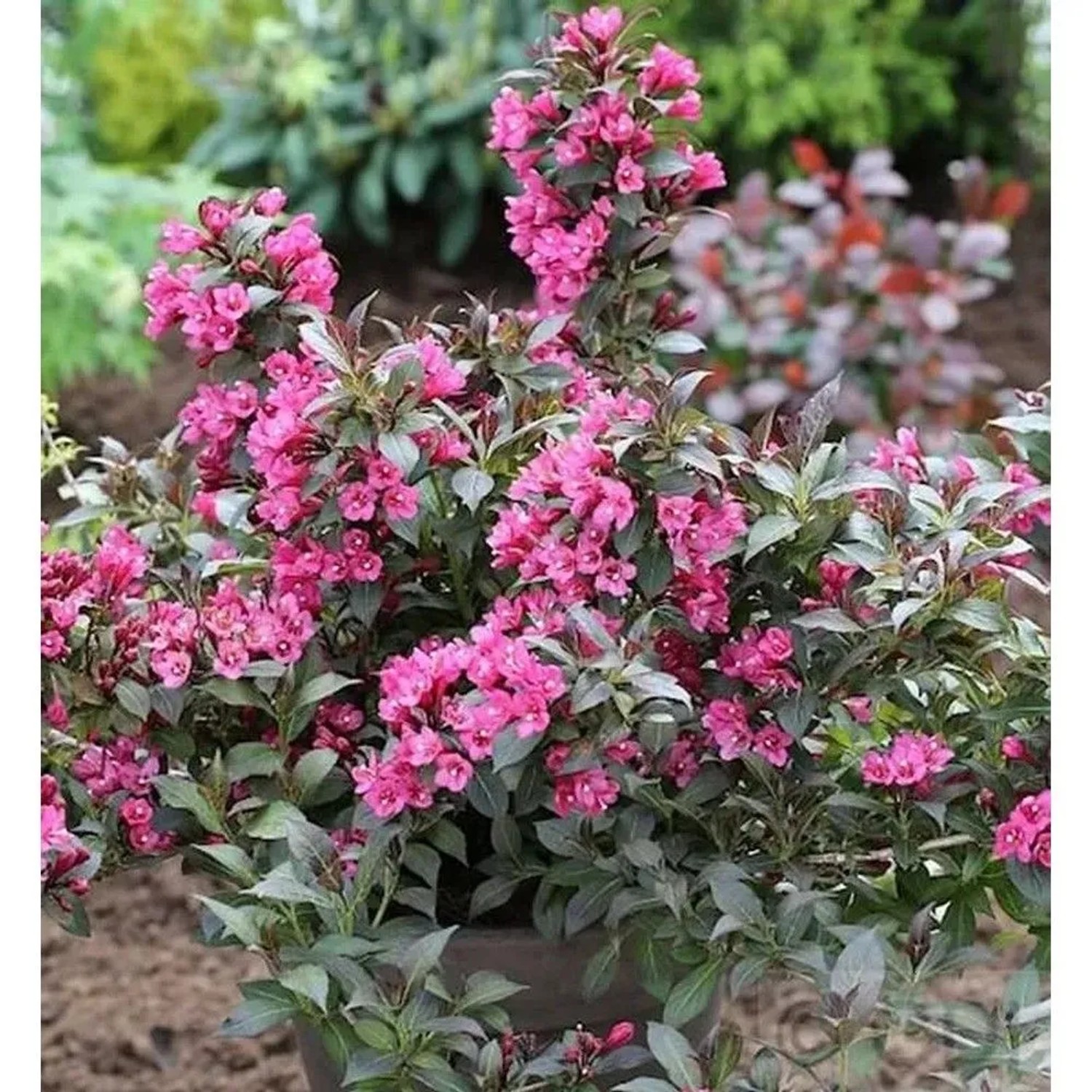 Weigelie Minor Black 40-60cm - Weigela florida