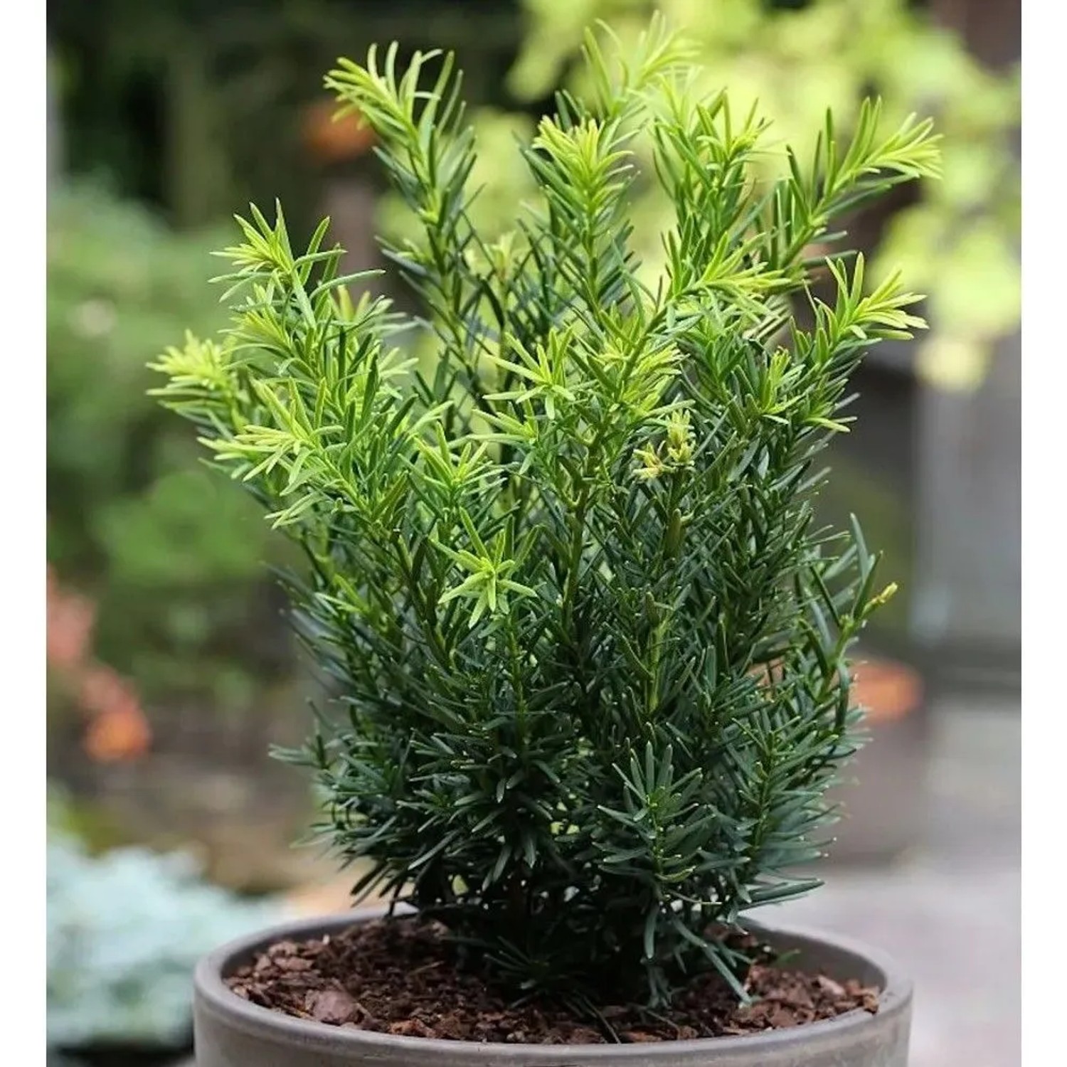 Japanische Zwergeibe Lescow 25-30cm - Taxus cuspidata
