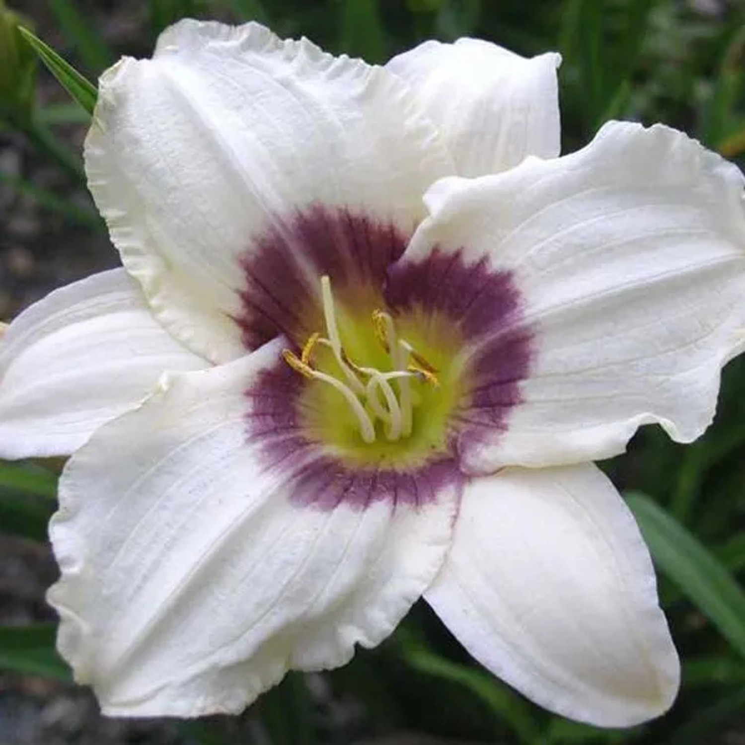 6 x Taglilie 'Pandora's Box' Hemerocallis Topf 9cm Zweifarbige Blüten