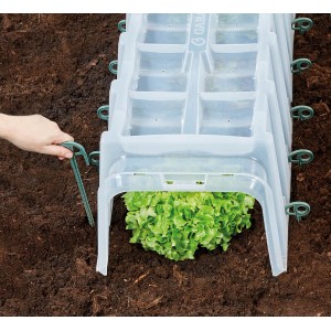 Garantia Pflanztunnel Sunny 3er-Set über Salat, fixiert mit Erdanker im Gartenboden.