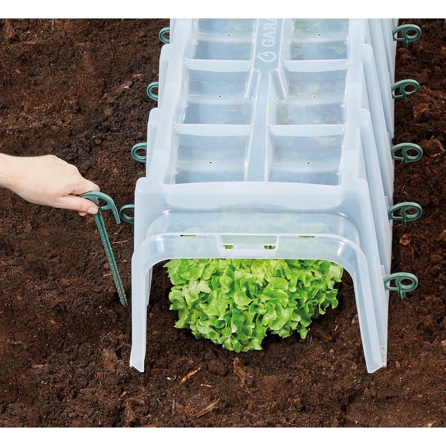 Garantia Pflanztunnel Sunny 3er-Set über Salat, fixiert mit Erdanker im Gartenboden.