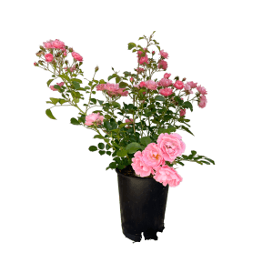 Baumfink Bodendeckerrose Sommerwind im Topf mit zartrosa Blüten.