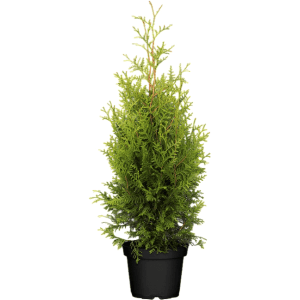 Grüne Thuja 'Brabant' im Topf, 80-100 cm hoch. Ideal als Heckenpflanze.
