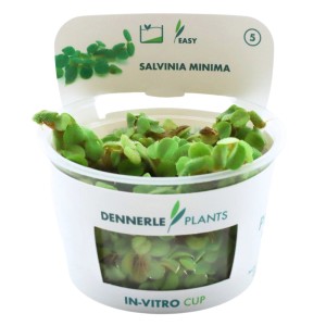 Dennerle Plants Aquariumpflanze Salvinia minima im In-Vitro Cup.