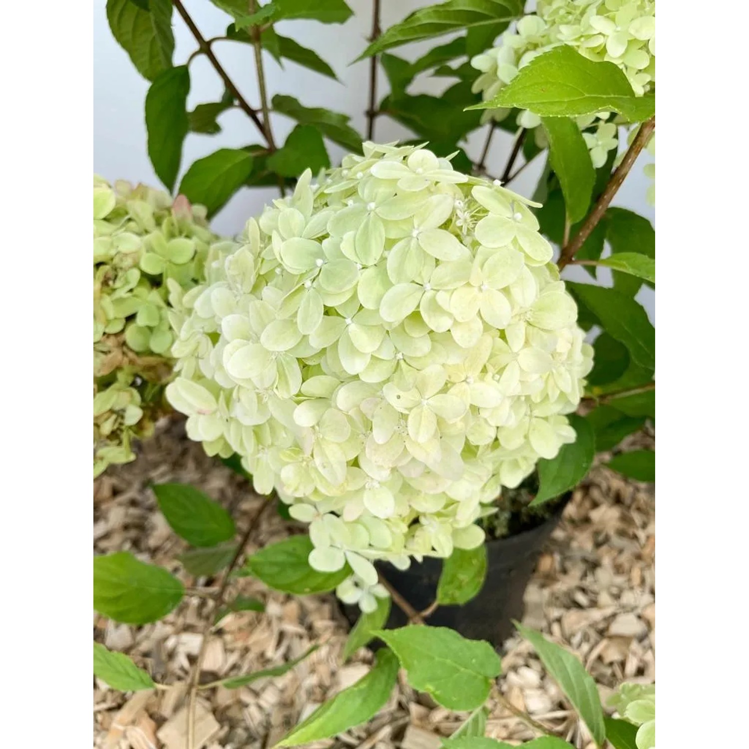 Baumfink Rispenhortensie 'Limelight' im Topf, mit limettengrünen Blütenständen.