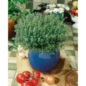 Echter Thymian (Thymus Vulgaris Compactus) im blauen Topf, ca. 9x9 cm. Kompakt wachsend, ideal für Kräutergärten.