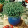 Echter Thymian (Thymus Vulgaris Compactus) im blauen Topf, ca. 9x9 cm. Kompakt wachsend, ideal für Kräutergärten.