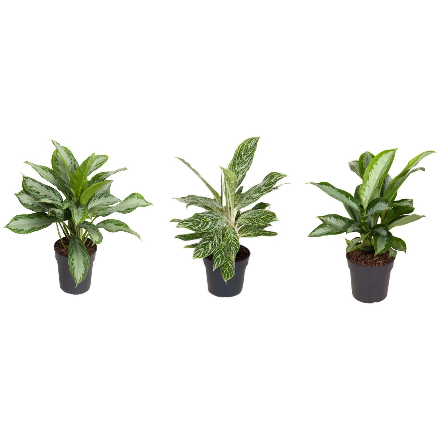 54+ Kolbenfaden Heimat, 24 rows die kolbenfaden (aglaonema) sind eine