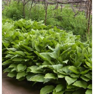 Grüne Schmalblattfunkie Erromena (Hosta undulata) im Gartenbeet.