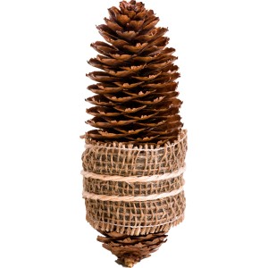 ConeFire Premium Anzünder: Kiefernzapfen mit Juteband als Grillanzünder.