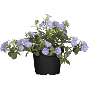 GROW Blaue Mauritius im Topf, eine üppig blühende Sommerpflanze für Balkon und Garten.