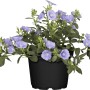 GROW Blaue Mauritius im Topf, eine üppig blühende Sommerpflanze für Balkon und Garten.