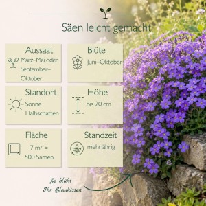 Blaukissen Aubrieta mit blauvioletten Blüten auf Steinmauer. Pflanzinfos für Steingarten & Bodendecker.