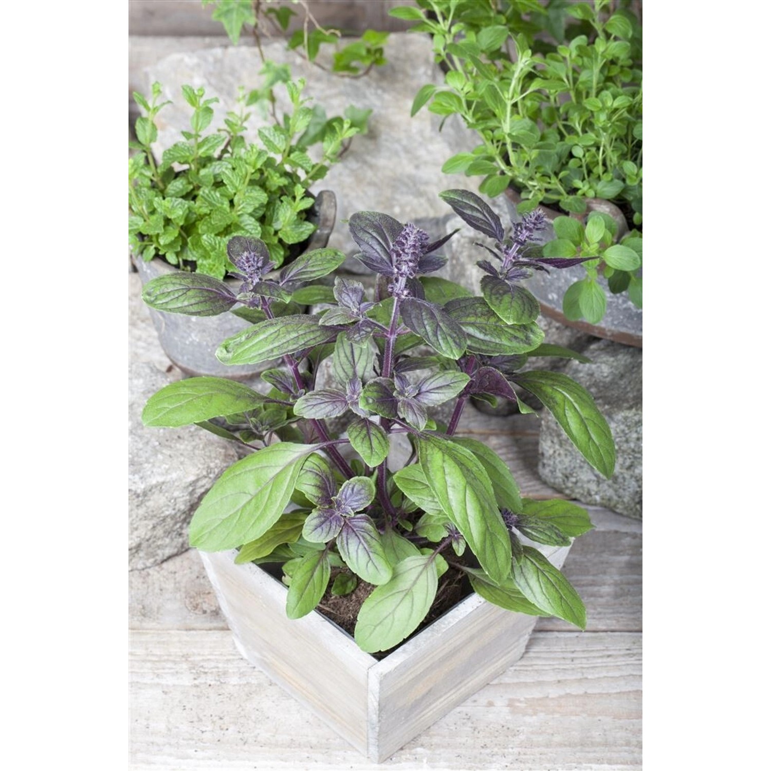 Ocimum Basilicum Basilikum 'Magic Blue' Ca. 11x11 cm Topf günstig online kaufen