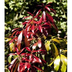 Japanische Lavendelheide 'Red Mill' mit roten Blättern, immergrüner Strauch für Garten und Kübel.