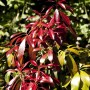 Japanische Lavendelheide 'Red Mill' mit roten Blättern, immergrüner Strauch für Garten und Kübel.
