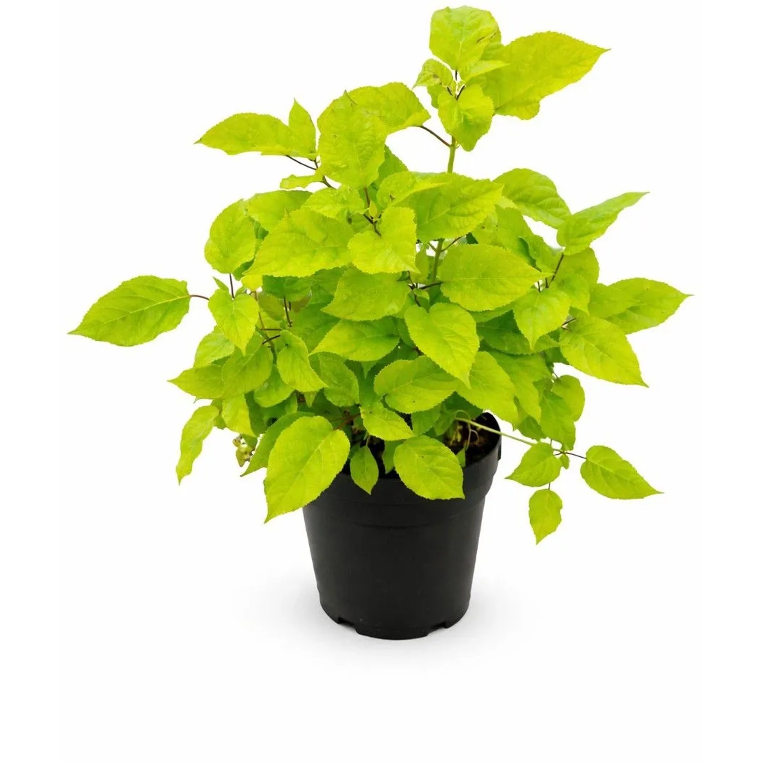 Ballhortensie "Annabelle" Höhe ca. 30 cm Topf ca. 2,8 l Hydrangea arborescens