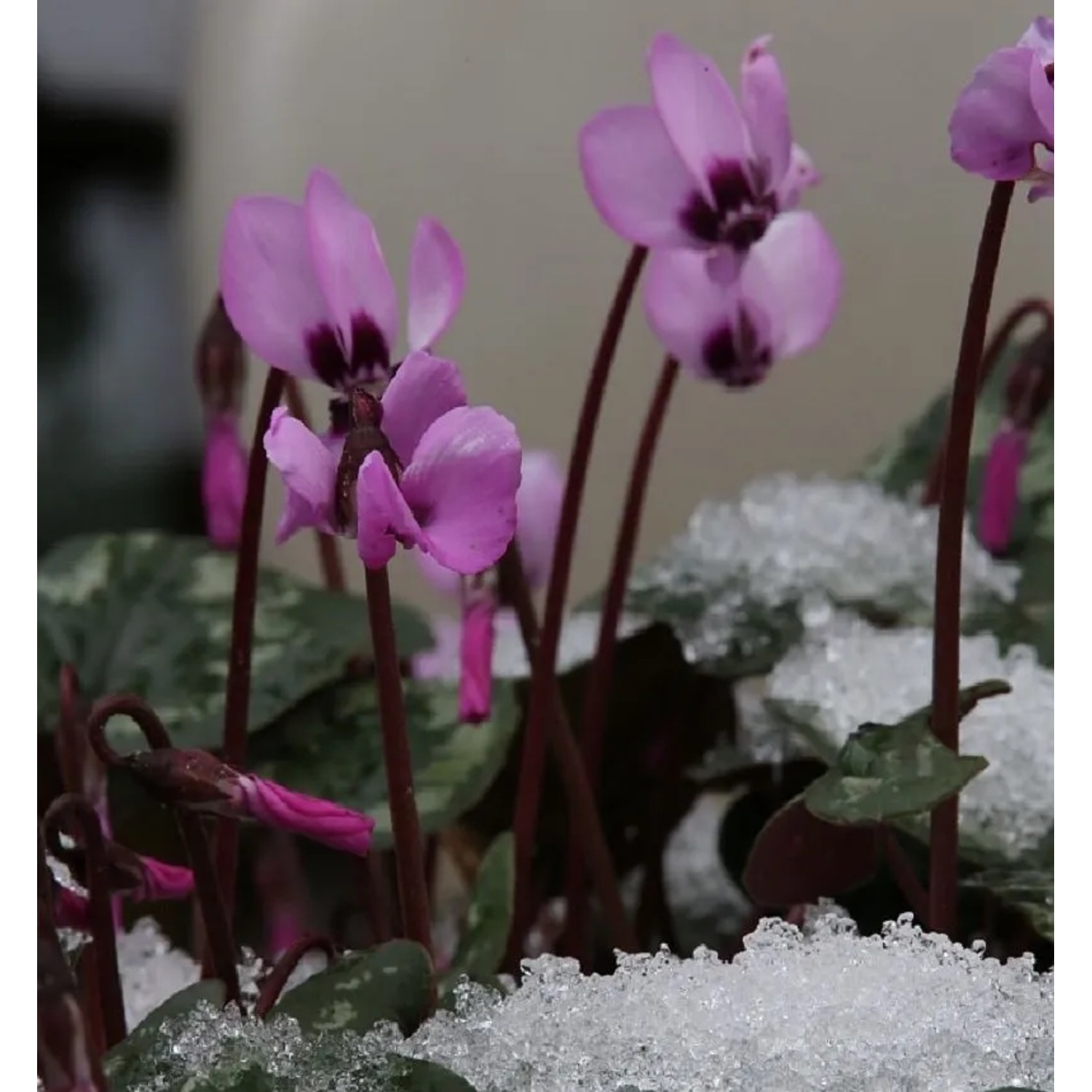 Herbst Alpenveilchen Rosenteppich - Cyclamen hederifolium