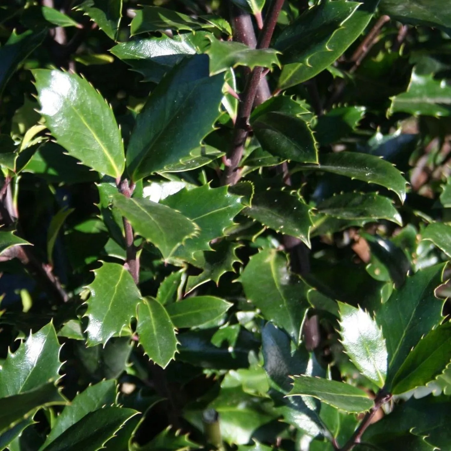 Stechpalme 'Heckenpracht' Ilex × meserveae 40 bis 60 cm im Container Immergrün