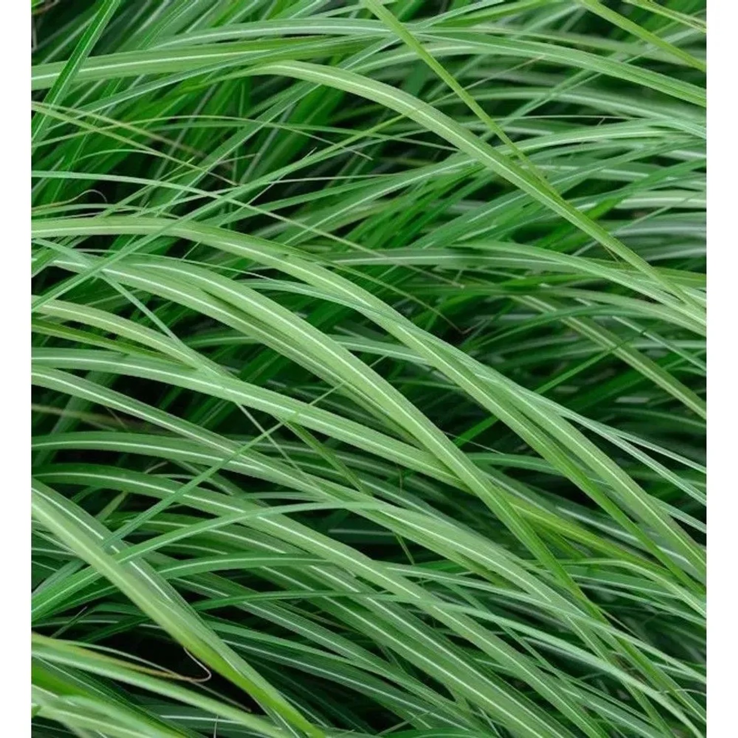 Chinaschilf Adagio - Miscanthus sinensis