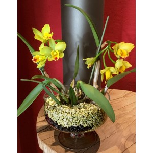 Gelbe Orchidee in Glasvase mit Colomi Orchideengranulat, 1 l, schwarz.