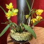 Gelbe Orchidee in Glasvase mit Colomi Orchideengranulat, 1 l, schwarz.
