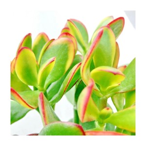 Mittelgroße Exotenherz Sukkulente Crassula Portulacea Sunset im 8,5cm Topf mit grün-roten Blättern.
