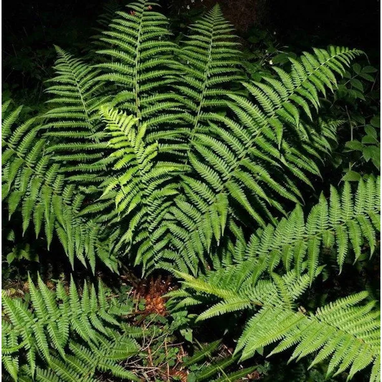 Echter Wurmfarn - Dryopteris filix mas