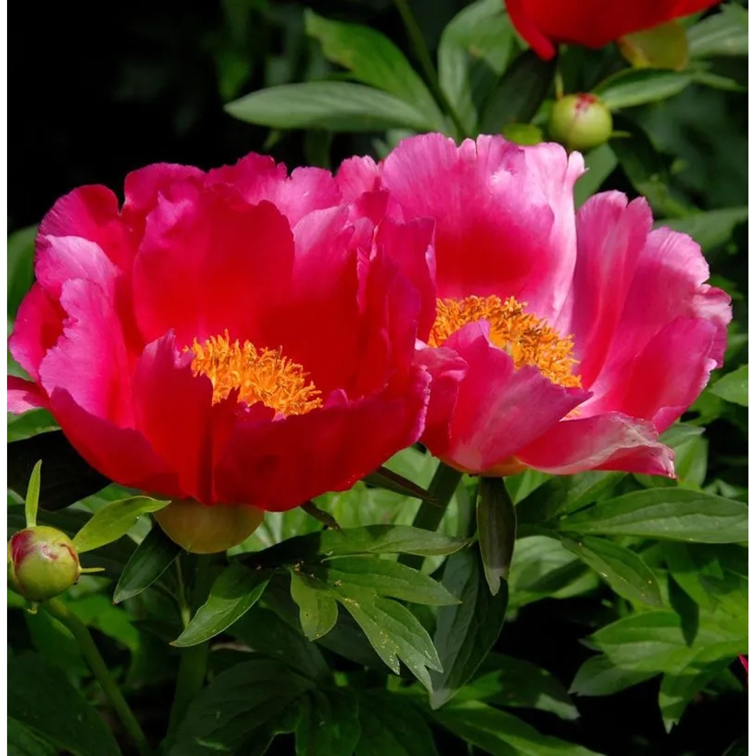 Edel Pfingstrose Scarlet O Hara - Paeonia cultorum