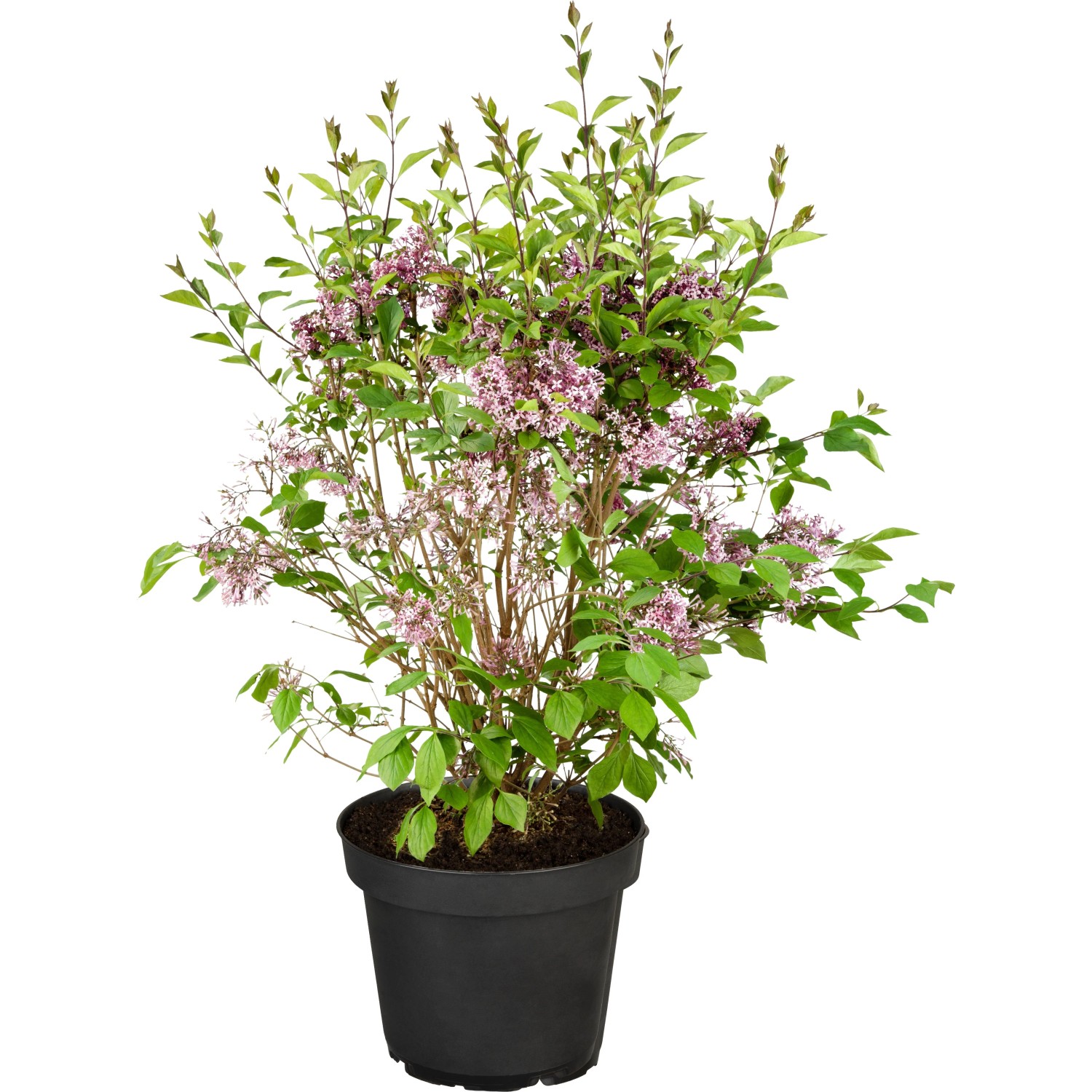 GROW by OBI Zwergflieder 'Flowerfesta Pink' ca. 40cm Topf ca. 3,5l Syringa mey.