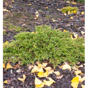 Kriechwacholder Goldschatz (Juniperus communis) im Gartenbeet mit gelben Blättern.