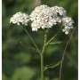 Weiße Schafgarbe (Achillea millefolium) mit dichten Blütenständen. Robuste Staude für sonnige Gärten.