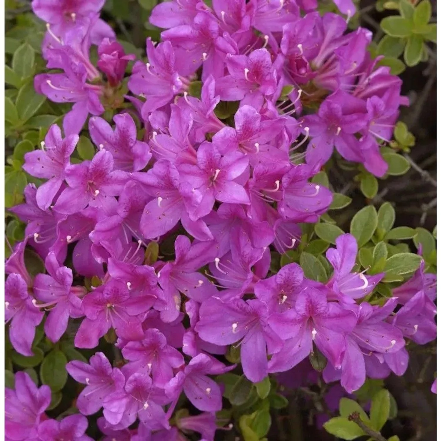 Japanische Azalee Diamant Himmelblau 30-40cm - Rhododendron obtusum - Zwerg Alpenrose