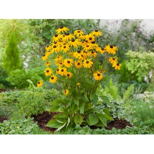 Gelber Sonnenhut Goldsturm (Rudbeckia) im Topf, ca. 9 cm. Blühende Kübelpflanze für sonnige Standorte.
