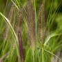 Detailaufnahme von Lampenputzergras Pennisetum im Topf mit dekorativen Blütenständen.