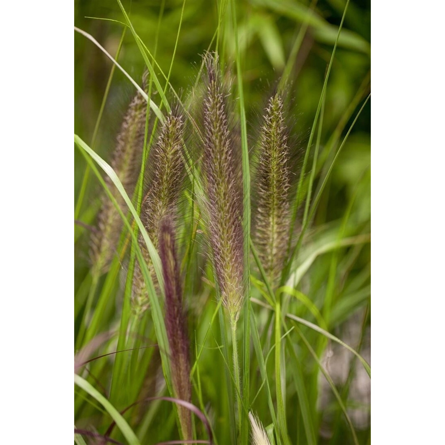Pennisetum Alopecuroides Compressum Lampenputzergras Ca. 11x11 cm Topf günstig online kaufen