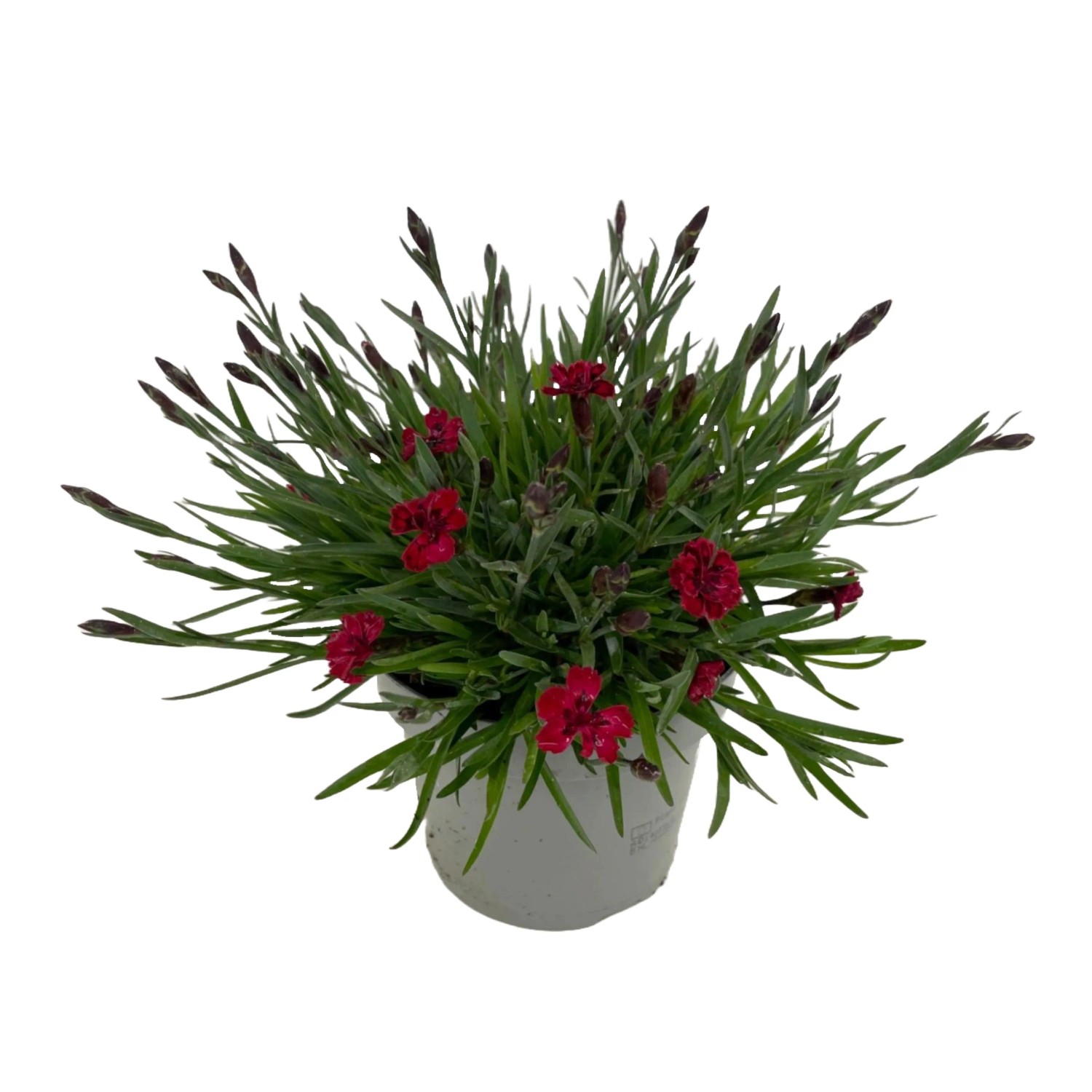 Garten-Nelke "Oscar" Rot im Topf, ca. 20-25 cm hoch. Sommerblüher für Beet und Balkon.