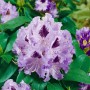 Nahaufnahme eines lila Rhododendron Hybr. Pinguin mit dunklen Flecken und grünen Blättern.