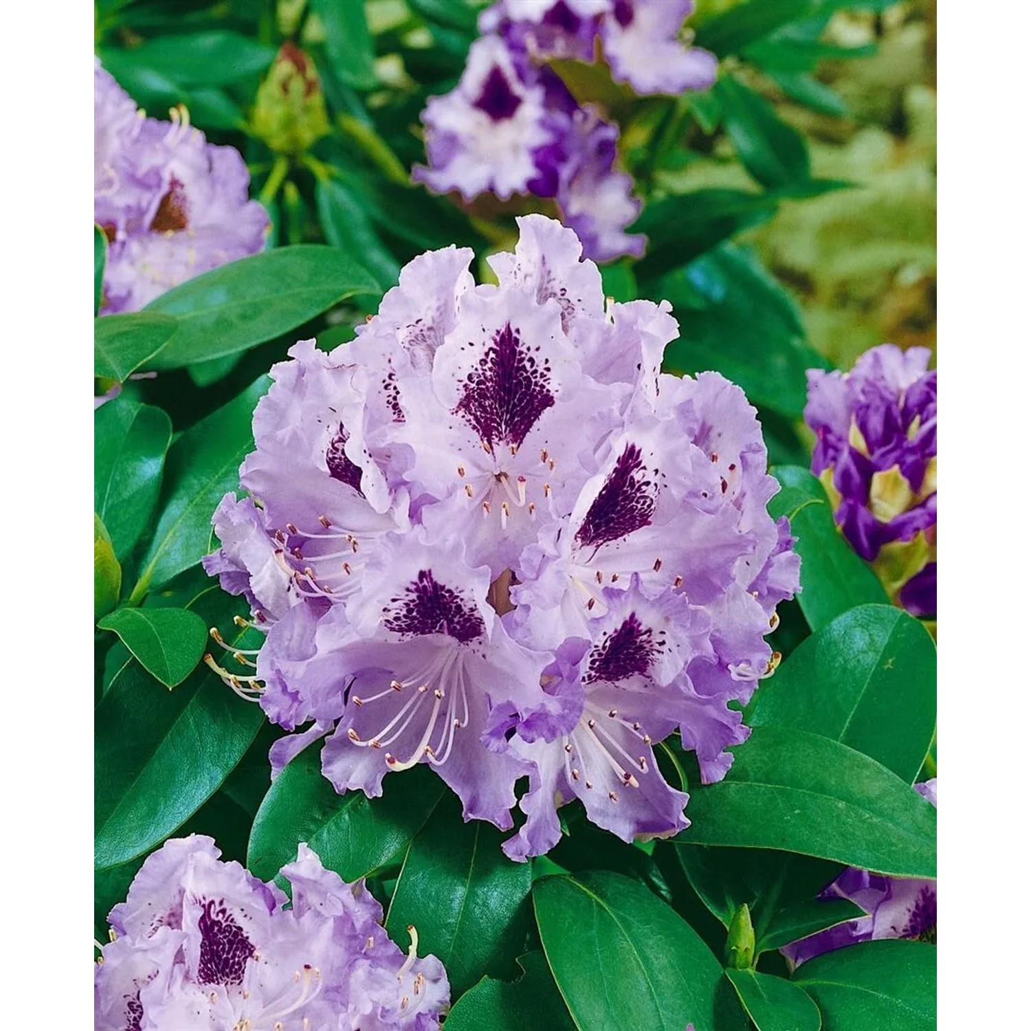 Nahaufnahme eines lila Rhododendron Hybr. Pinguin mit dunklen Flecken und grünen Blättern.