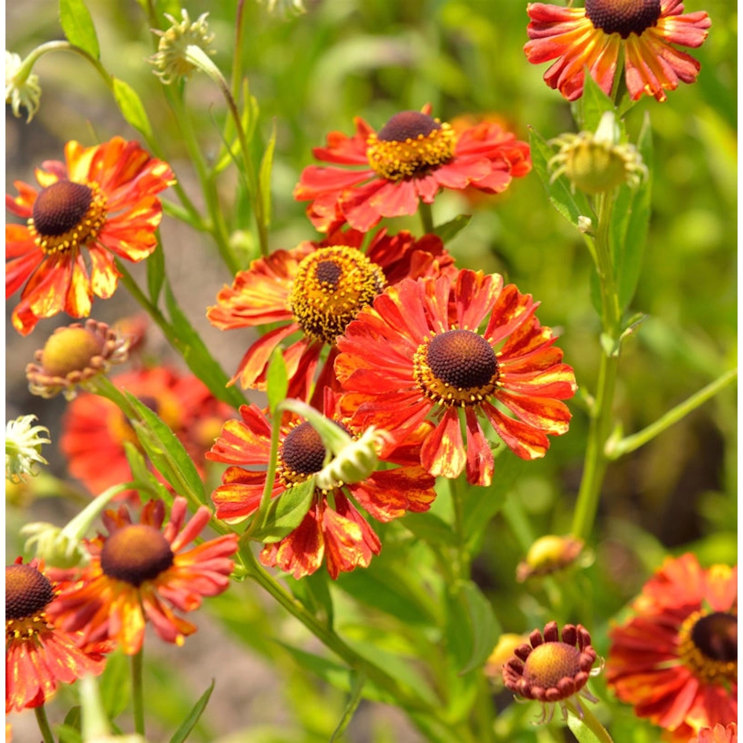 Sonnenbraut Flammendes Kätchen - Helenium günstig online kaufen